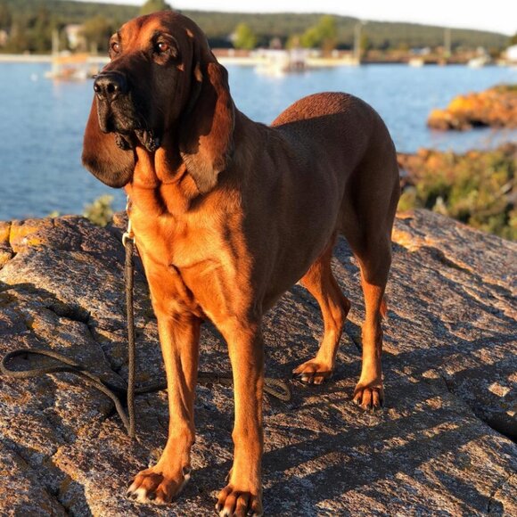 Meet your Posher, Peter - Picture 1 of 1